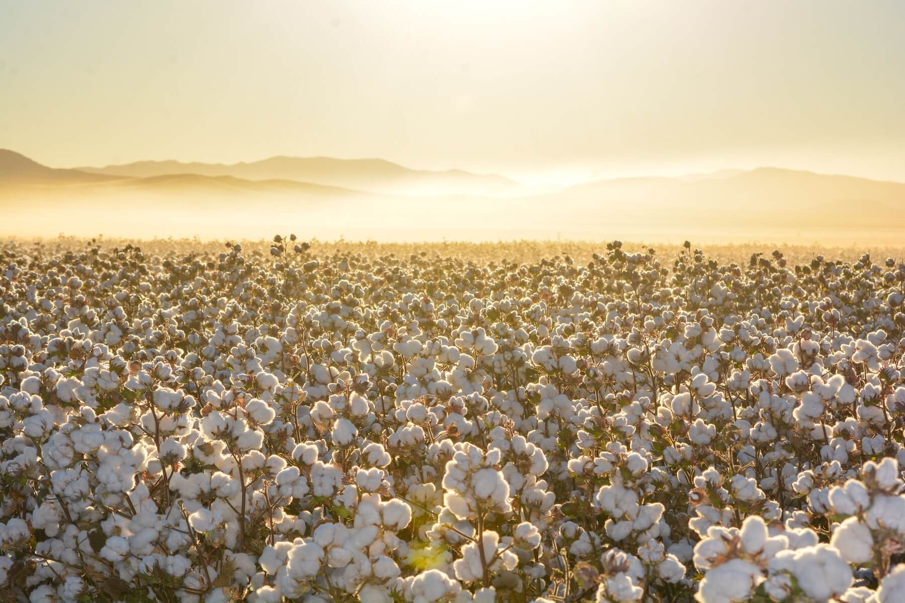 Cotton Trade